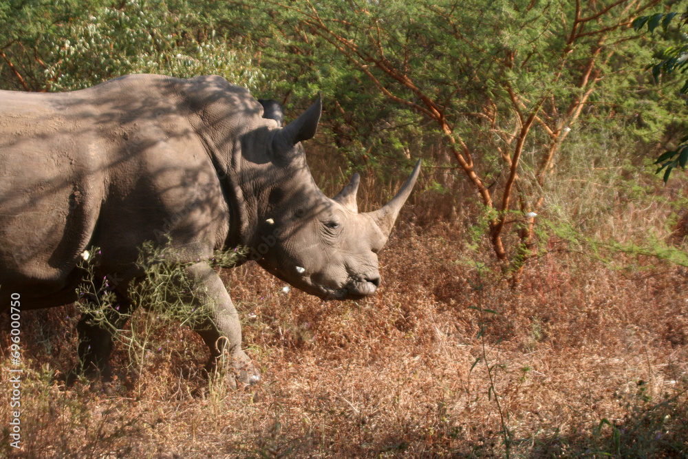 Fototapeta premium un rhinocéros en ballade
