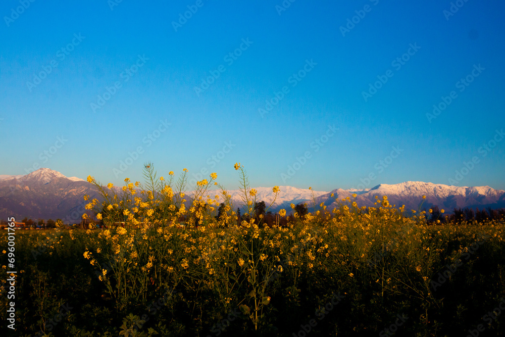 Cordillera y flor de mostaza