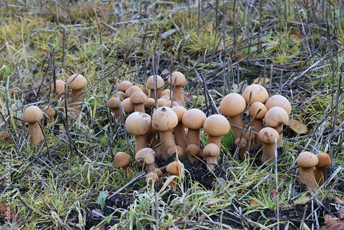 Golden bootleg, Phaeolepiota aurea, also known as golden cap, wild mushroom from Finland photo