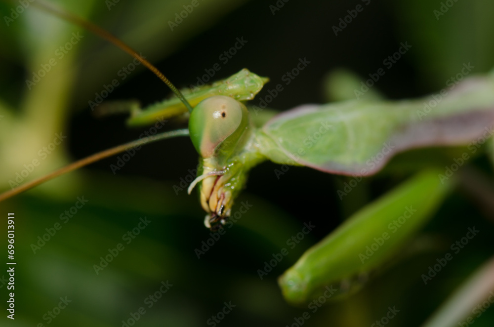 European mantis Mantis religiosa cleaning itself. Bornos. Cadiz. Andalusia. Spain. European mantis Mantis religiosa cleaning itself. Bornos. Cadiz. Andalusia. Spain.