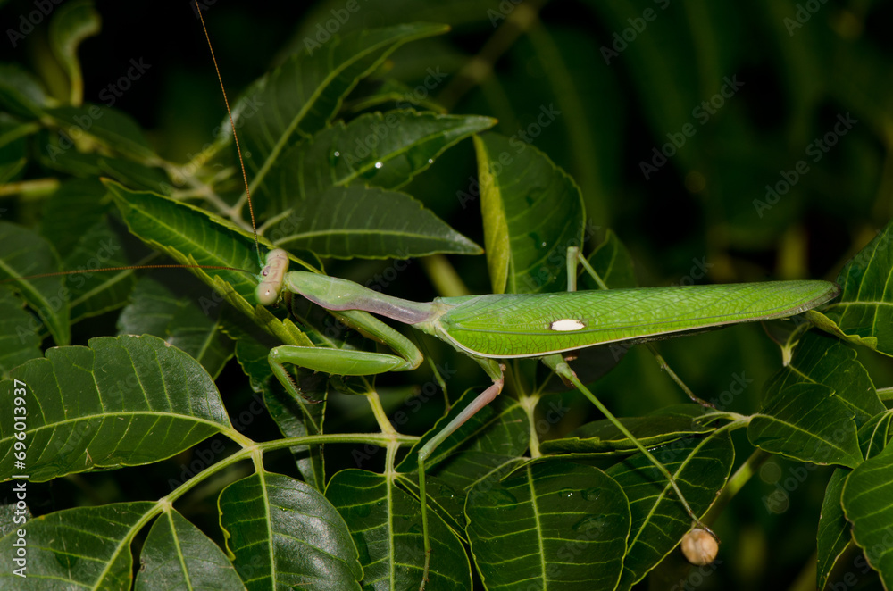 Naklejka premium European mantis Mantis religiosa. Bornos. Cadiz. Andalusia. Spain.