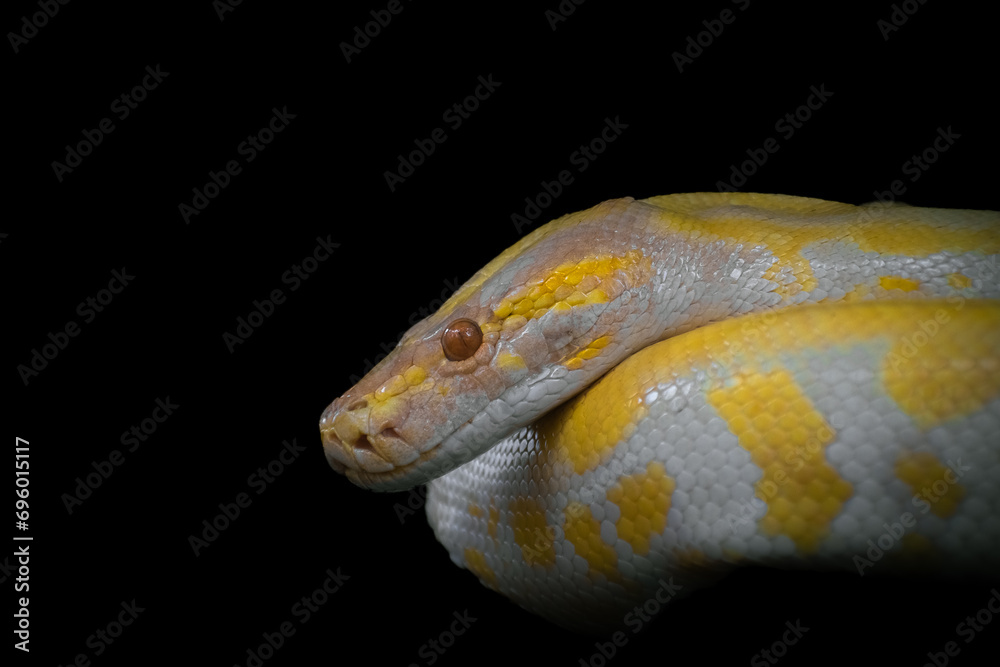 Fototapeta premium Wildlife