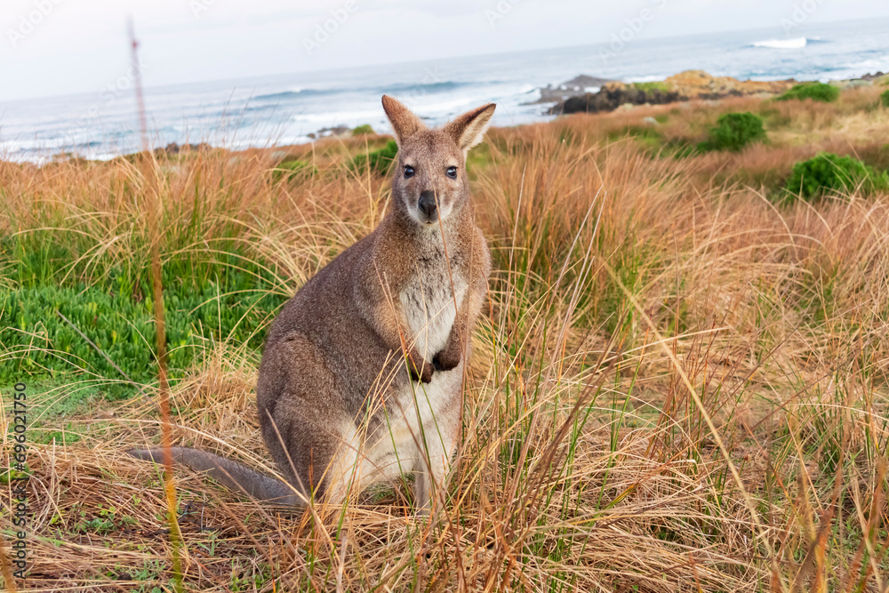 Fototapeta premium Photograph of a lone Bennetts Wallaby standing amongst grass near the coast on King Island in the Bass Strait of Tasmania in Australia