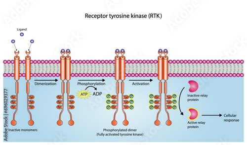 Tyrosine kinase receptor. Dimerization, phosphorylation, activation and cellular response. Cell membrane receptors for ligands as growth factors and cytokines binding. Insulin receptor. vector design photo