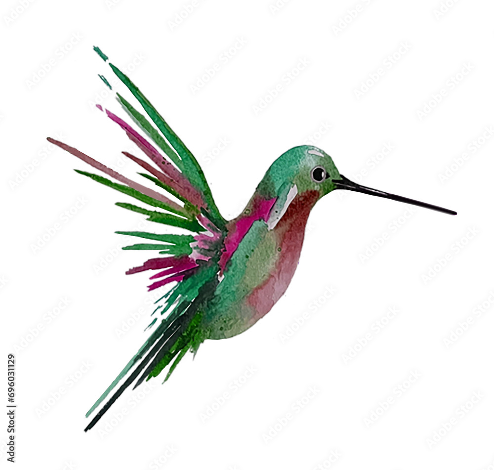 Fototapeta premium hummingbird