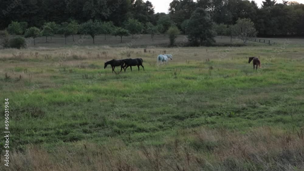 horses stand on a green meadow and eat grass while the sun sets horses stand on a green meadow and eat grass while the sun sets