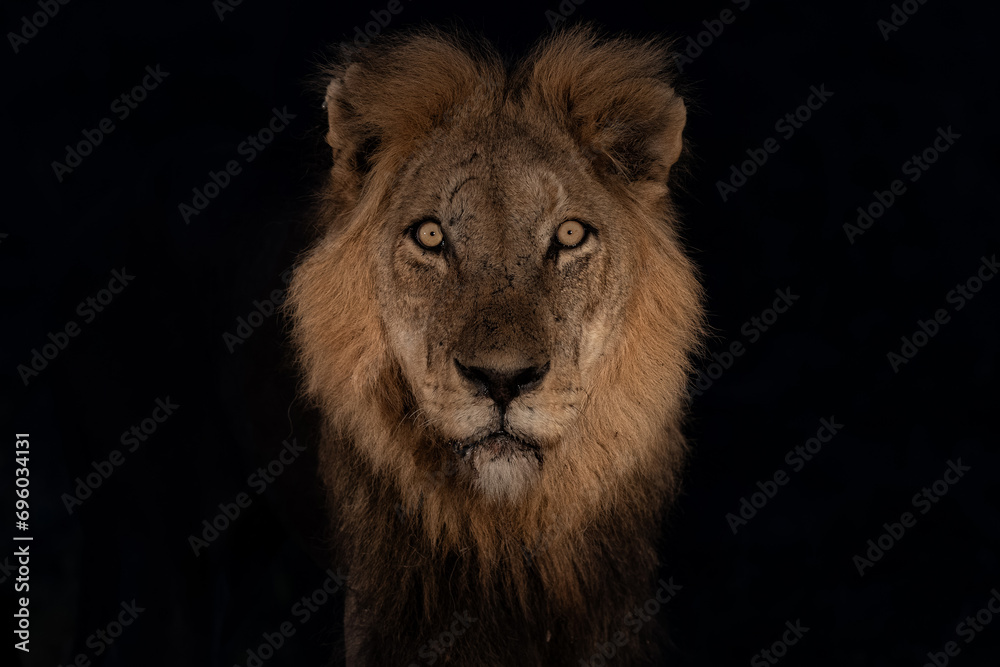 Portrait of a dominant male lion in the spotlight in the dark in a Game Reserve in the Greater Kruger Region in South Africa 