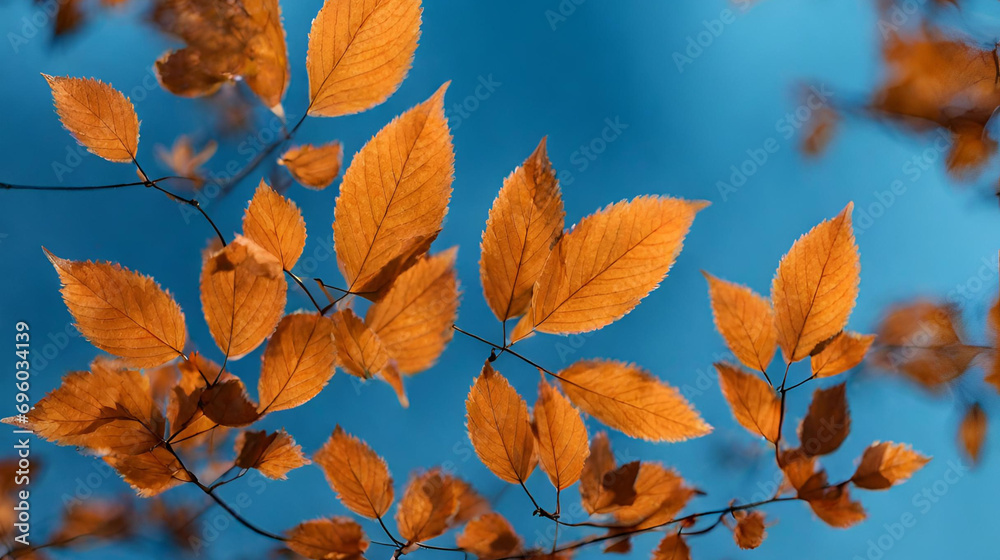 A branch of leaves with the leaves turning orange and yellow., Park landscape falling flying yellow leaves autumn background walk calendar, Autumn nature background yellow birch tree leaves