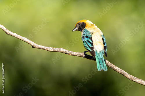 Bird from Brazil. The Burnished-buff Tanager also know as Saira perched on a branch. Species Tangara cayana also known as Saira-amarela. Birdwatching. Birding.