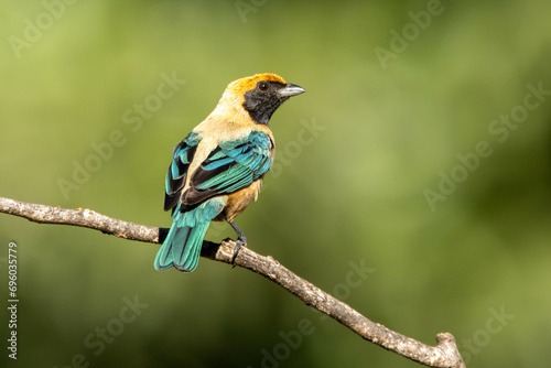 Bird from Brazil. The Burnished-buff Tanager also know as Saira perched on a branch. Species Tangara cayana also known as Saira-amarela. Birdwatching. Birding.