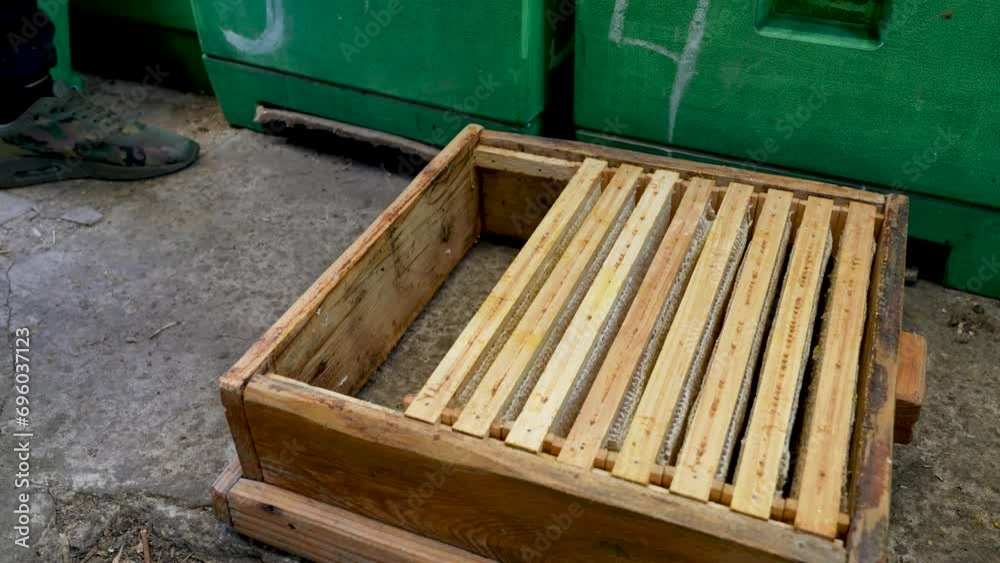 The beekeeper takes a comb full of honey and inserts it into evidence. Collection of natural honey in the extraction process, food industry. Eco product The beekeeper takes a comb full of honey and inserts it into evidence. Collection of natural honey in the extraction process, food industry. Eco product