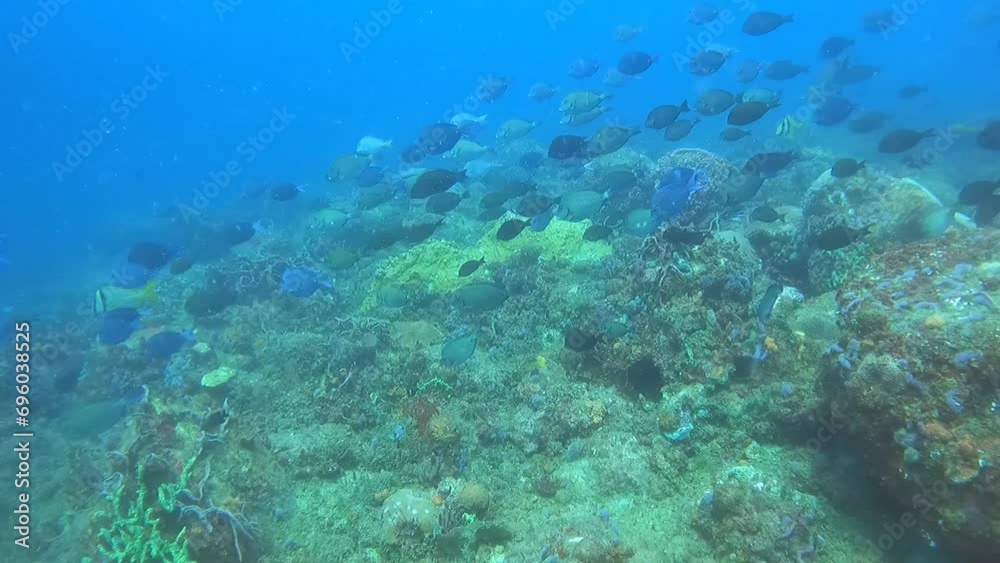 coral reef scuba diving coral reef scuba diving