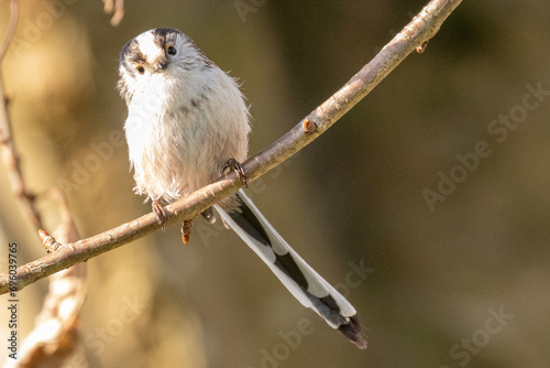 long tailed tit photo