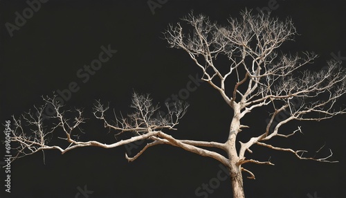 branch of dead tree on white background with clipping path photo