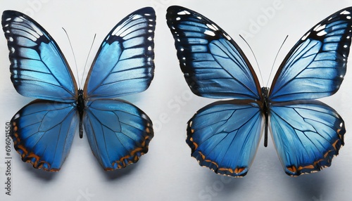set of blue butterflies on white background