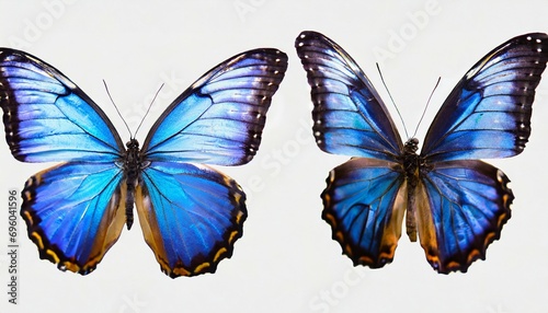 set two beautiful blue tropical butterflies with wings spread and in flight on white background close up macro