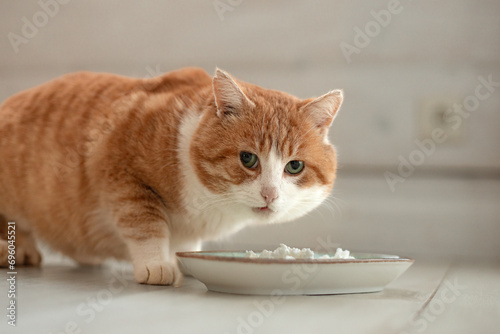 a fat red cat came to eat from his bowl