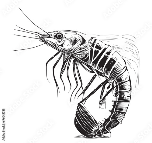 Shrimp sketch hand drawn in doodle style illustration