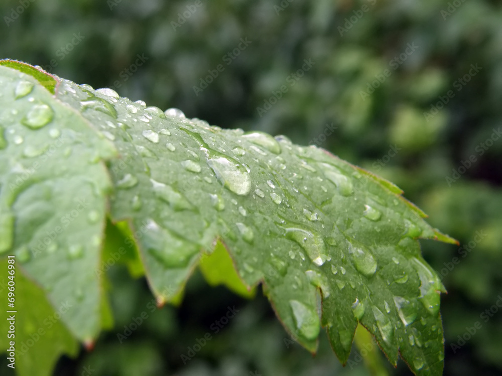 raindrops on a currant leaf raindrops on a currant leaf