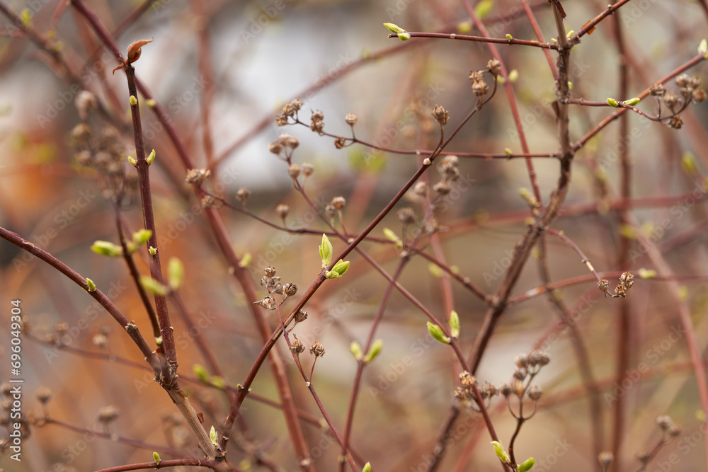 Spring. Garden. Awakening of leaf buds on the bush chubushnika. Spring. Garden. Awakening of leaf buds on the bush chubushnika.