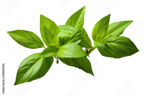 Thai lemon basil or hoary basil tropical herb plant isolated on white or transparent background photo