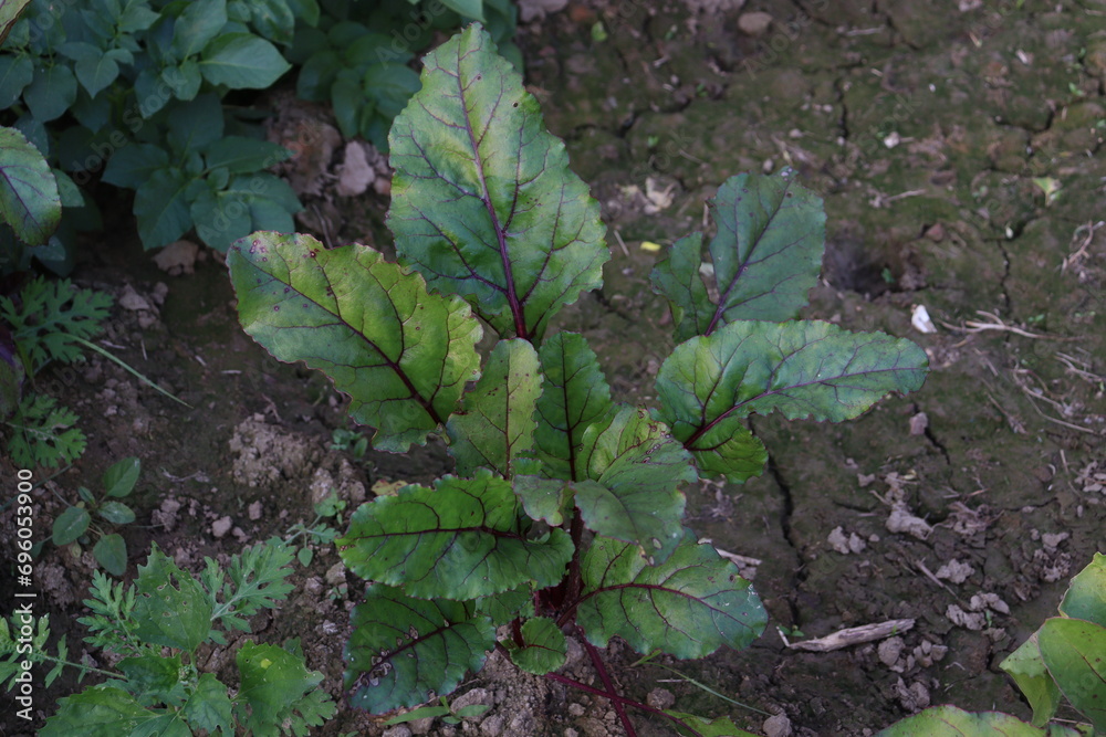 Naklejka premium purple and green leaves