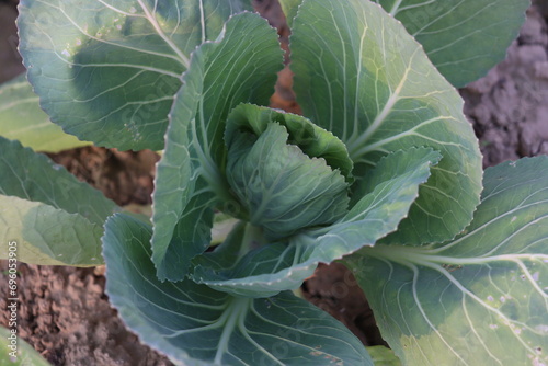 cabbage growing in the garden