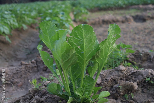 vegetable garden in the garden