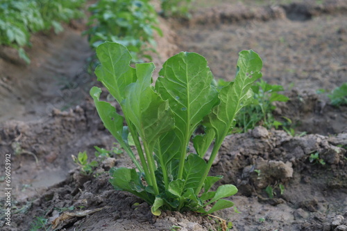 vegetable garden in the garden
