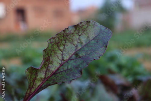 autumn leaves in the forest