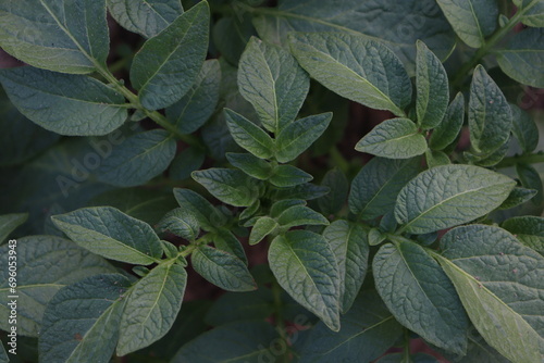 leaves in the garden