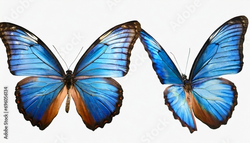 set two beautiful blue tropical butterflies with wings spread and in flight on white background close up macro photo