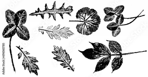 texture of leaf hand print on paper, leaf texture on a white background - botanical illustration