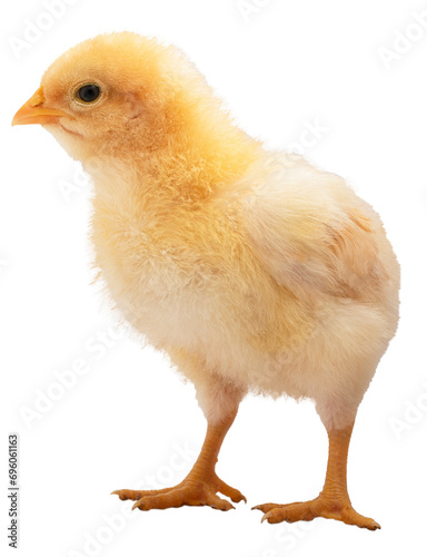 Buff Orpington chicken chick photo