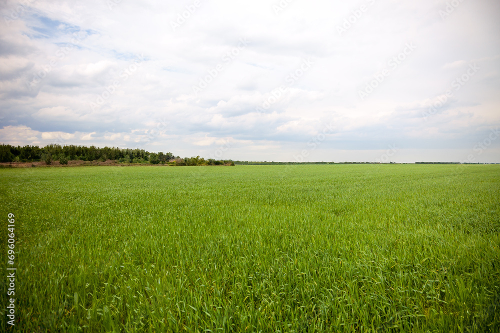 Vibrant green field with a clear blue sky and fluffy clouds. Vibrant green field with a clear blue sky and fluffy clouds.