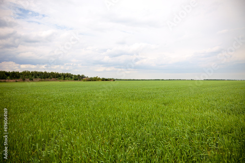  Vibrant green field with a clear blue sky and fluffy clouds.