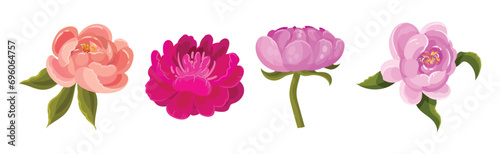 Quadro em tela Lush Peony Flower Bud with Green Stem and Leaves Vector Set
