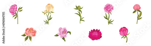 Lush Peony Flower Bud with Green Stem and Leaves Vector Set