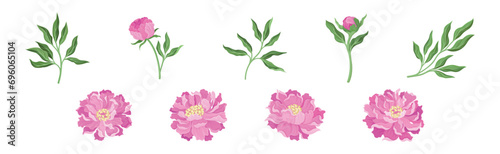Lush Pink Peony Flower Bud with Green Stem and Leaves Vector Set