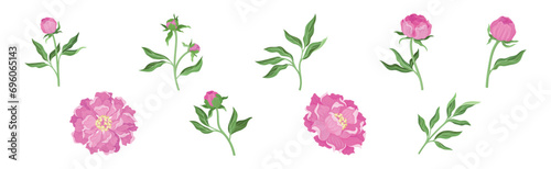 Lush Pink Peony Flower Bud with Green Stem and Leaves Vector Set