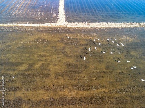 Garças brancas a voar num campo de arroz alagado depois da colheita  photo