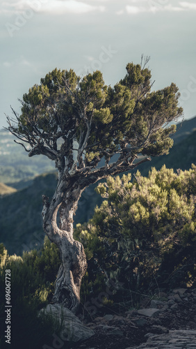 Twisted Tree Against Madeira Landscape