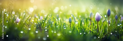 green grass background.Banner, spring flowers on green grass, dew, sun rays, macro.