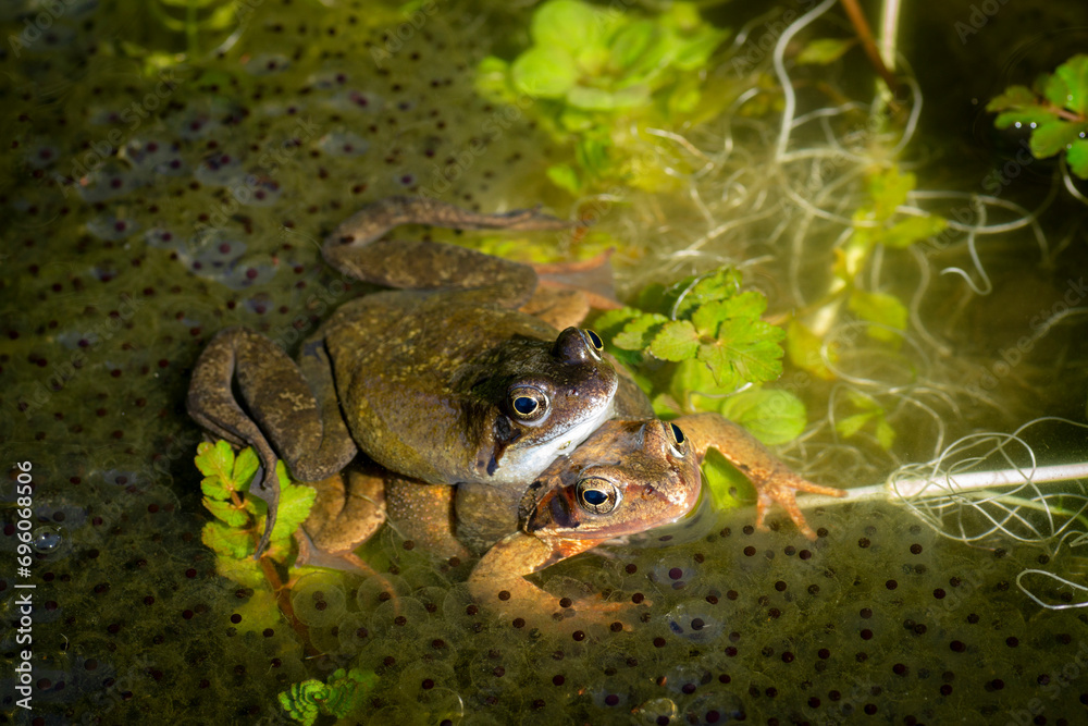 Φωτογραφία Two common frogs, the grayish male sits on a brownish female in the pond, they are also known as the European common frog, Rana temporaria, Close-up