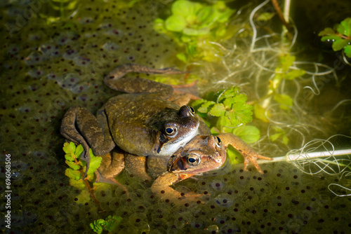 Two common frogs, the grayish male sits on a brownish female in the pond, they are also known as the European common frog, Rana temporaria, Close-up.