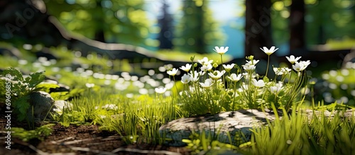 Spring blooming meadow with fresh lush green grass, white small close-up flowers. Serene beautiful sunny scene. 
