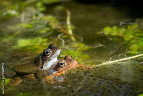 Two common frogs, the grayish male sits on a brownish female in the pond, they are also known as the European common frog, Rana temporaria,Close-up.
