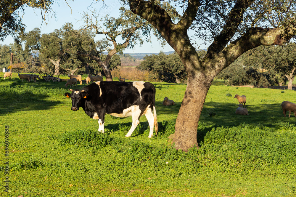 Harmony in the Pasture: Holstein or Friesian Cow, Sheep, and Oak Tree in the Meadow. Harmony in the Pasture: Holstein or Friesian Cow, Sheep, and Oak Tree in the Meadow.