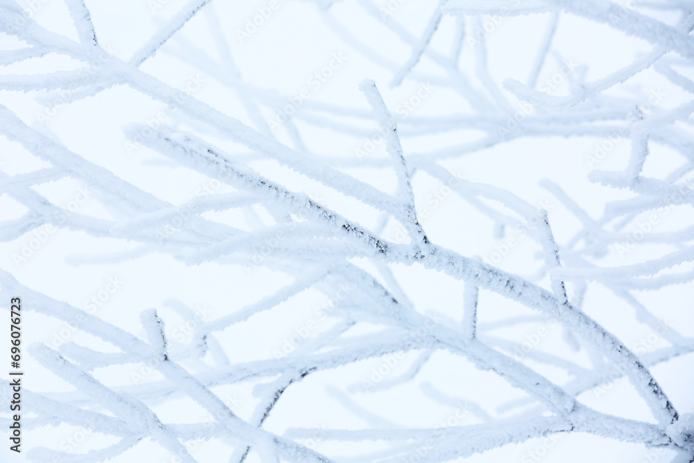 Beautiful tree branches covered with snow on winter day, closeup Beautiful tree branches covered with snow on winter day, closeup