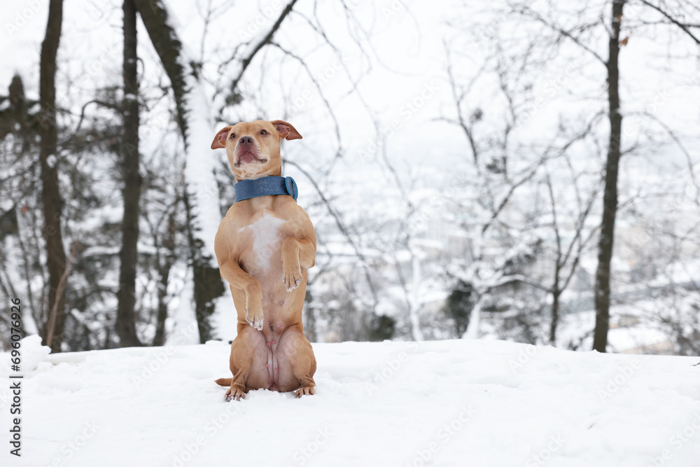 Cute ginger dog standing on hind legs in snowy forest. Space for text